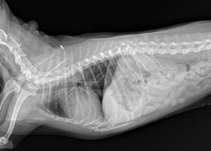 Tracheal collapse outlet medication